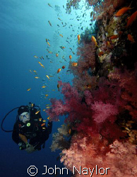 diver and soft corals on elphinstone reef. by John Naylor 